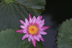 Nymphaea rubra
